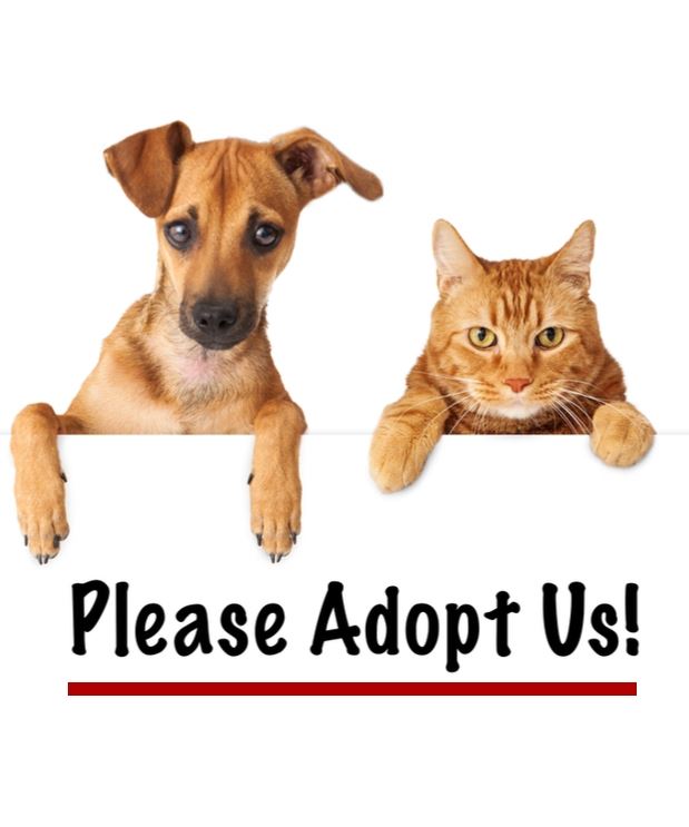 Pet Adoption